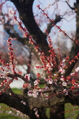 pink cherry blossom