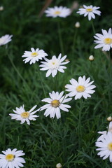 Fototapeta premium daisies in the garden