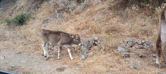 cute little calf in the coutryside