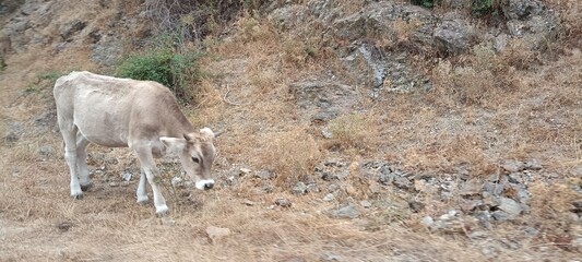 cute little calf in the field
