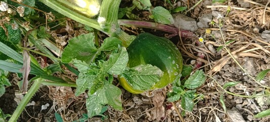 pumpkin growing in the garden