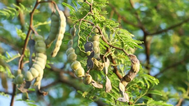 Gum arabic (gum acacia, gum sudani) fruit on the tree. Gum arabic's mixture of polysaccharides and glycoproteins gives it the properties of a glue and binder that is edible by humans