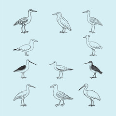 Obraz premium set of birds in flight