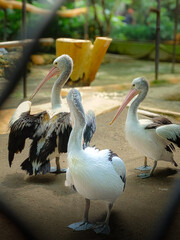 pelicans in zoo