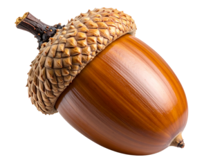 Single ultra realistic acorn with cap, isolated on a transparent background