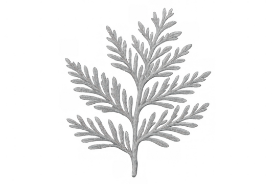 Silver cypress branch embroidery design isolated on transparent background, perfect for elegant and nature-inspired creations