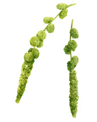Hanging green constellations of Amaranthus caudatus. Watercolor greenery for floral arrangements. Botanical illustration of cascading flowers.