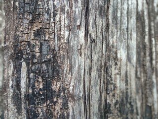 an old tree that burned down but is still alive