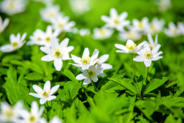 White snowdrops on a forest glade
