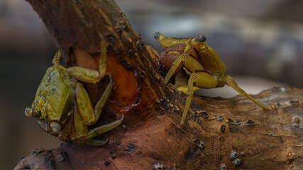 crabe des racines de palétuviers