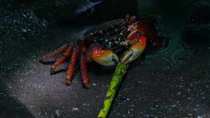crabe rouge de mangrove
