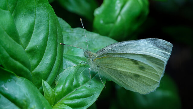 Papillon, pi&eacute;ride