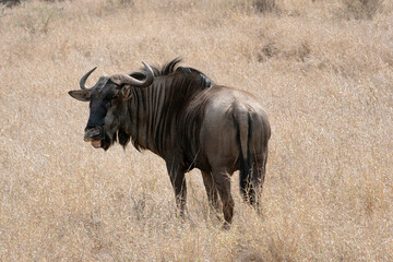 Obraz premium Gnou bleu