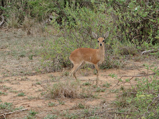Steenbok Raphicerus campestris