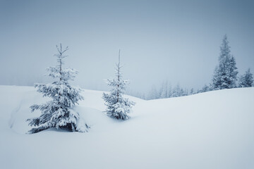 Fabulous frozen fir trees after a heavy snowfall on a cold winter day. Happy New Year concept.