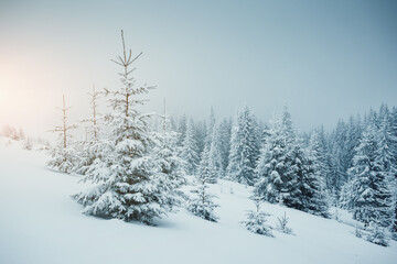 A stunning view of a snowy coniferous forest on a gloomy day. Happy New Year concept. Fairytale photo wallpapers.