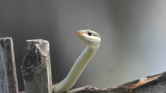 Common snake relaxing on wall .