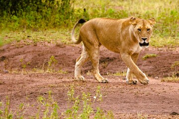 Lioness walking in the Serengeti