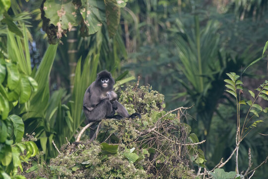 monkey_PAP8998.jpg