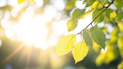 Obraz premium Sunlit Foliage: Capture the radiant beauty of nature, showcasing the delicate dance of sunlight through lush green leaves, evoking a sense of peace and renewal.