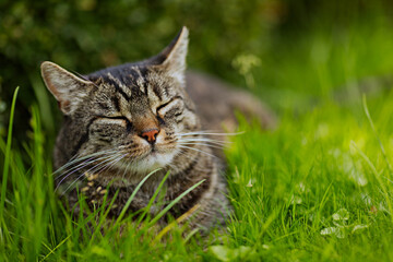 Cute tabby european shorthair cat lies outside on the grass, relaxing. A sunny summer day in the garden