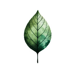Obraz premium Detailed illustration of a green leaf on a white isolated background, showcasing its intricate vein patterns.