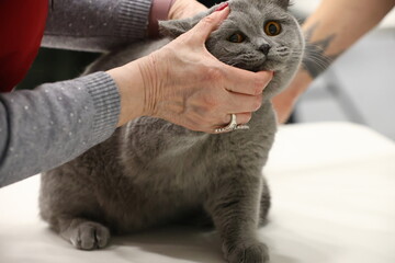 British Shorthair cat being held by hands and checked