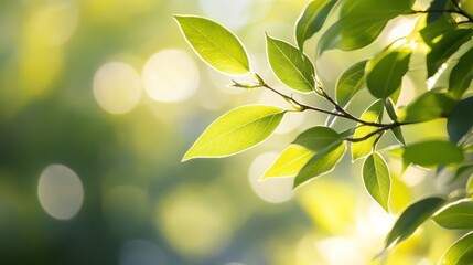 Obraz premium Leaf's Luminous Embrace: A serene display of nature's artistry, with delicate leaves bathed in soft sunlight, creating a breathtaking display of color and form. 