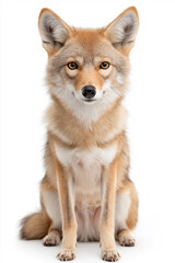 Fototapeta premium Coyote canine wildlife with distinctive fur, ears, and eyes in nature's habitat