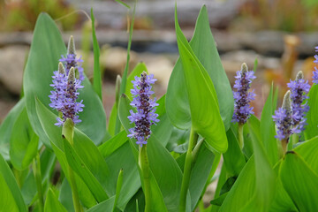 Blue Pontederia cordata, also known as pickerel weed, in flower.