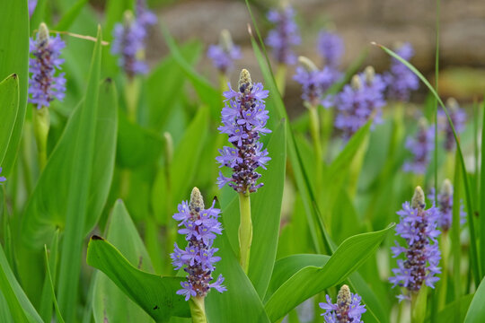 Blue Pontederia cordata, also known as pickerel weed, in flower.