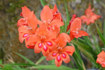 Orange and red Gladiolus nanus, gladioli in flower.