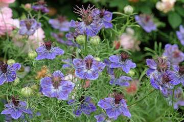Blue Nigella hispanica, Spanish Fennel Flower, Nutmeg flower or Roman Coriander, in bloom.
