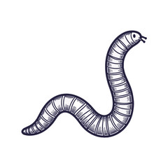 Earthworm drawing illustration on white transparent background. This cute earthworm image showcases a stylized annelid for educational purposes.