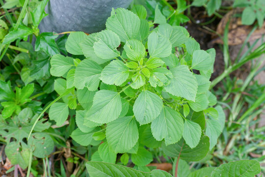 Vibrant green foliage of Indian acalypha Acalypha indica thriving in its natural habitat showcasing fresh leaves and healthy growth