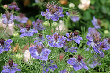 Blue Nigella hispanica, Spanish Fennel Flower, Nutmeg flower or Roman Coriander, in bloom.