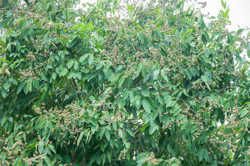 Lush green leaves and developing seed pods adorn a branch of Lagerstroemia speciosa commonly known as Pride of India