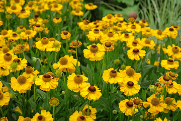 Fototapeta premium Yellow helenium sneezeweed, ‘The Bishop’ in flower.