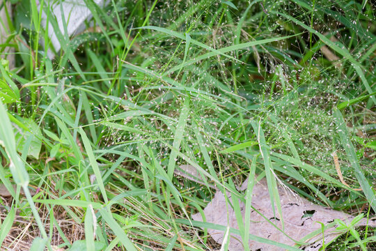 Delicate seed heads of Japanese Lovegrass Eragrostis tenella flourish among vibrant green foliage showcasing natural beauty and intricate detail
