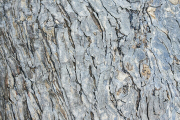Weathered Tree Bark Texture Close Up Revealing Nature's Resilience Intricate Organic Patterns and Rugged Forest Surface