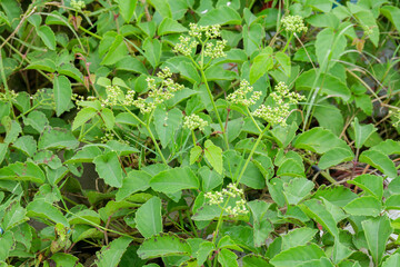 Lush Green Foliage of Causonis trifolia Thriving in a Tropical Environment Showcasing Developing Flower Buds and Vibrant Three leaf Cayratia Leaves