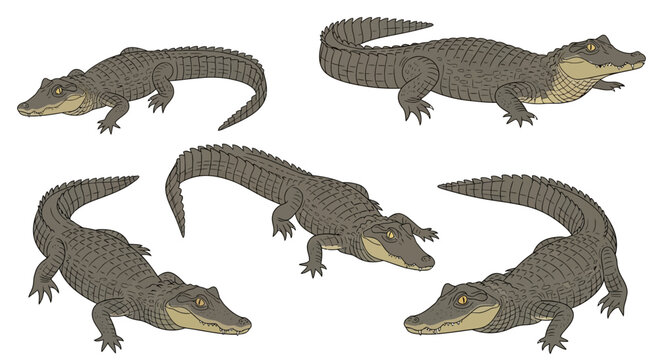 Illustrations of five spectacled caimans in various positions  