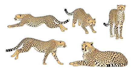 Cheetah illustrations showing various poses and activities in nature  