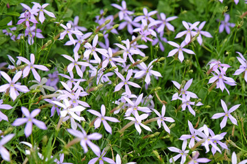 Lilac purple Isotoma ‘Avant garde Blue’, also known as rock isotome, in flower.