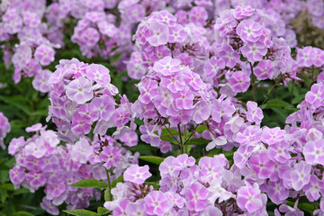 Phlox paniculata, or perennial phlox ‘Violetta Gloriosa’ in flower.