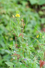 Vibrant Asian Spiderflower Cleome viscosa blooming in its natural habitat showcasing delicate yellow and purple flowers amidst lush green foliage and slender seed pods