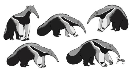 Giant anteater illustrations showing different poses and actions  