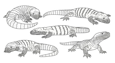 Illustrations of Gila Monsters in Various Poses and Angles  