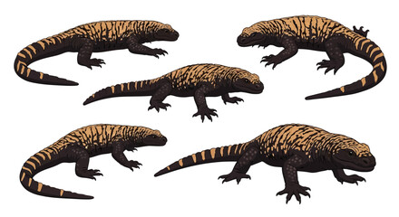 Naklejka premium Gila monsters in various positions with distinctive patterns 