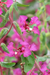 Purple Clarkia unguiculata, elegant clarkia, in flower.